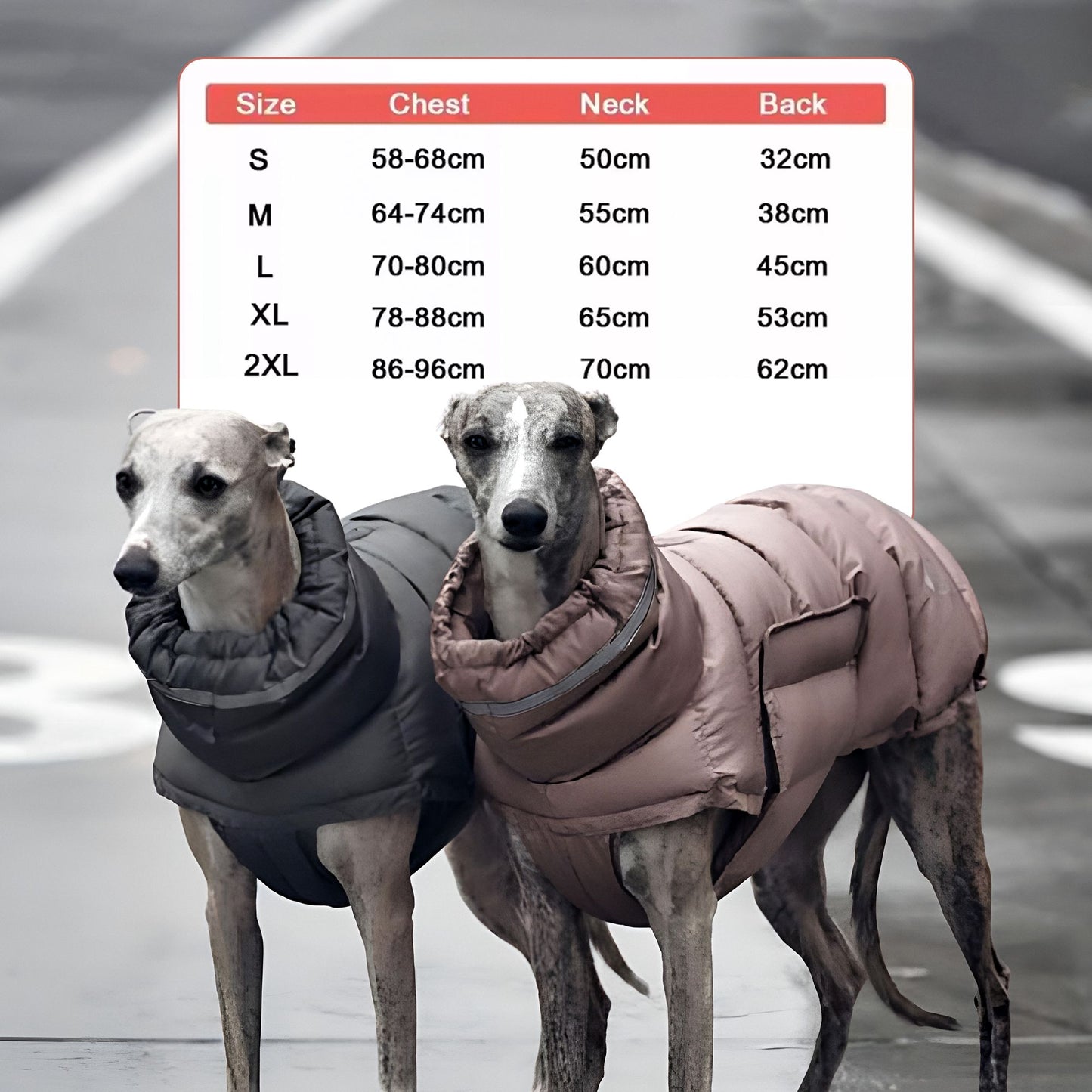 Doggylove24 Windbreaker